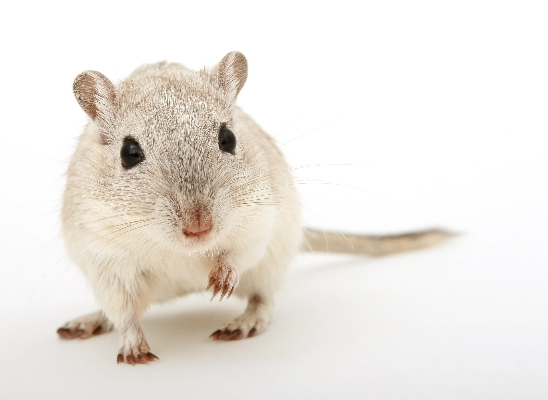 Gray and white mouse looking at camera