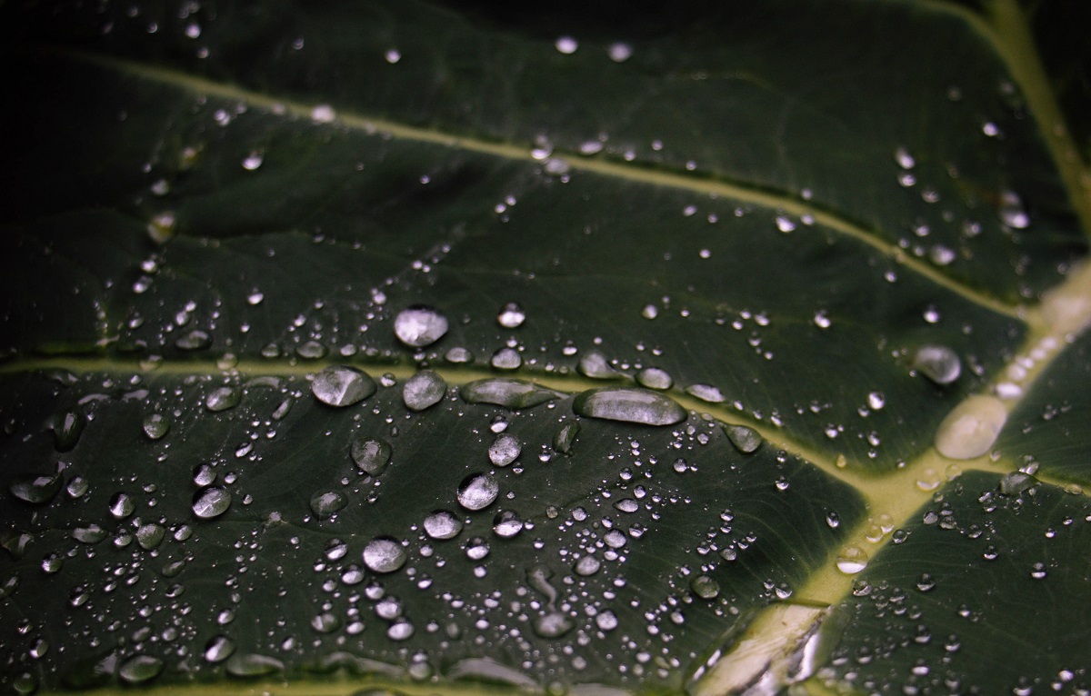 a picture of the vasculature of a leave with beads of water on it (representing the "string of beads" associated with fibromuscular dysplasia (FMD)